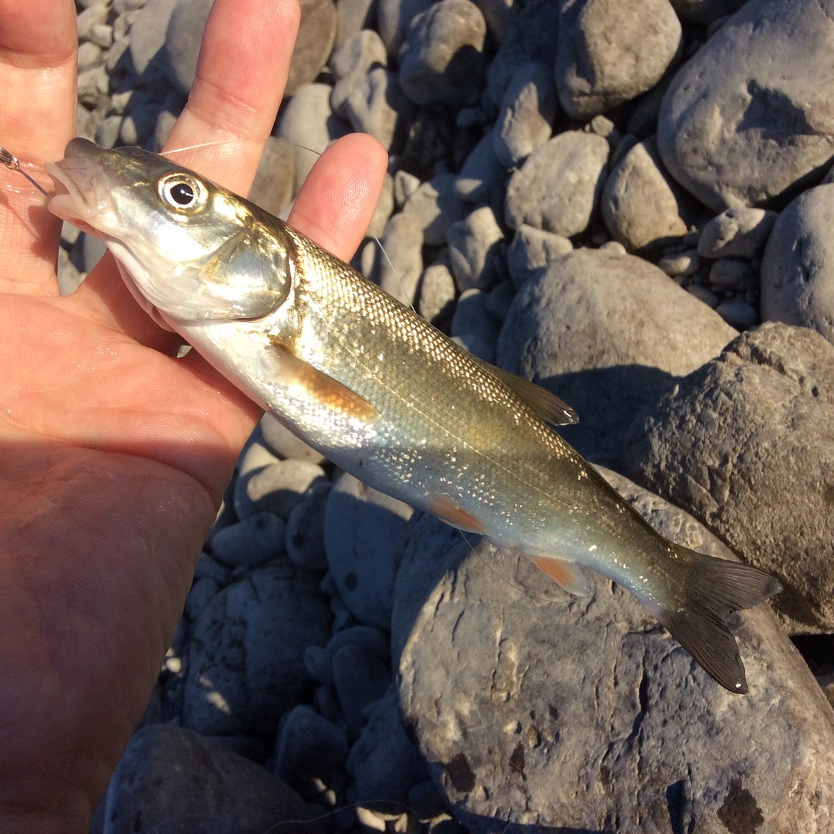 cut_tofu62's tweet photo. 夕方、ちょこっとルアー釣り。
3ヒット2キャッチ
ゴールドのスプーンでも釣れてホッとしました。
#ルアー釣り #ウグイ #スピンキャストリール
#JapaneseDace #Ugui
#日本ウグイ協会 #サポート会員
#ABU #ZoomSafari https://t.co/kyFetQMFsx
