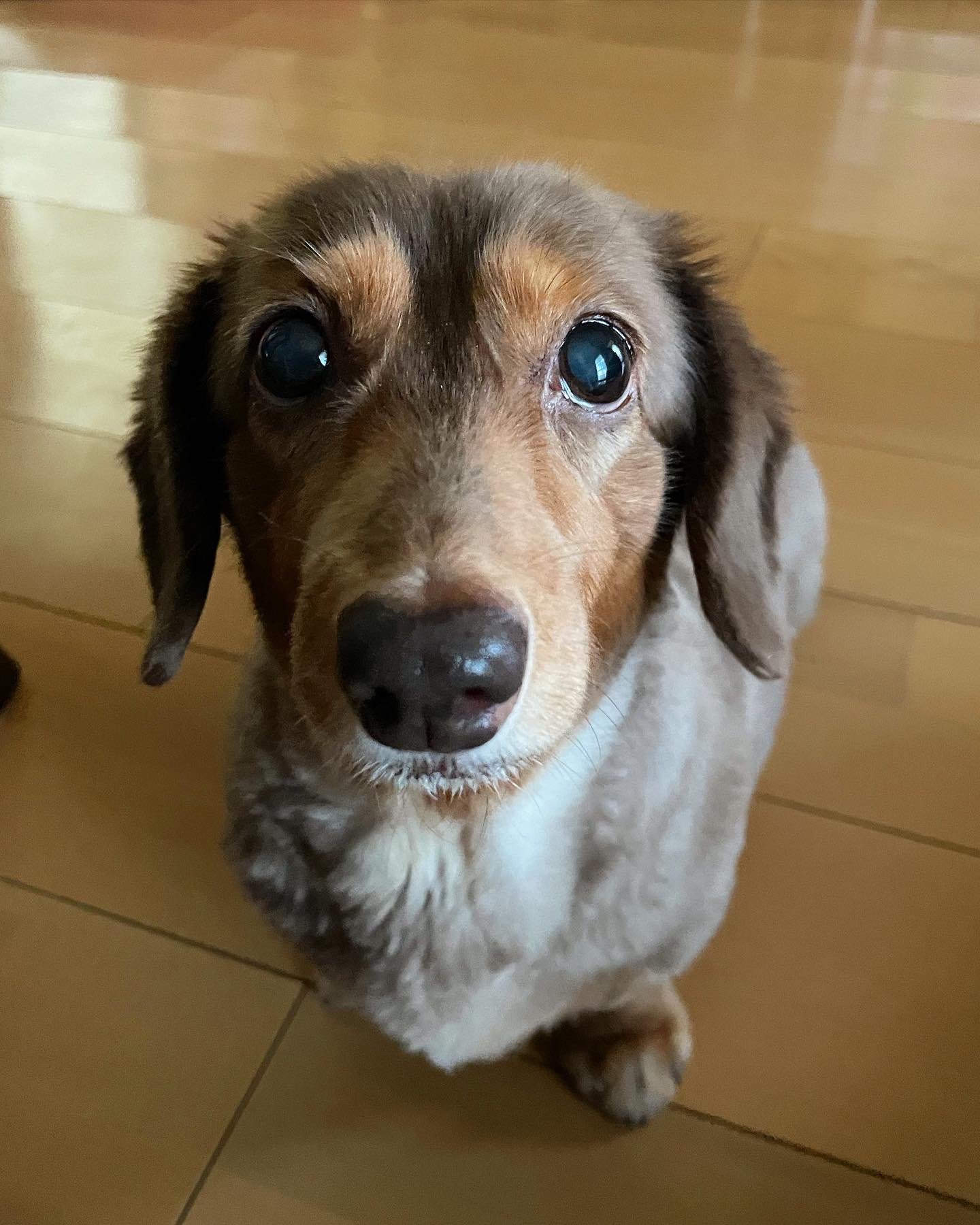 Ebi もも 12歳の誕生日 おめでとう もも なかなかこっち見てくれないから りんご で釣ってる 犬 Dog Mydog ミニチュアダックスフンド Miniaturedachshund 犬のいる暮らし 12歳おめでとう 誕生日 トリミングしたて Nofilterneeded