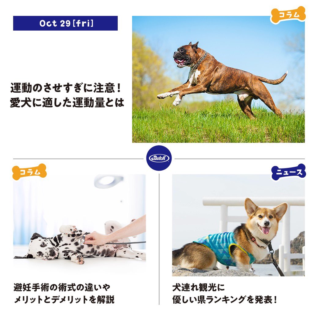 تويتر ブッチ ジャパン 無添加ペットフード على تويتر コラム ニュース更新 スタッフのおすすめは 犬連れ観光に優しい都道府県とは 自然の多いあの県が一位に輝きました ワンちゃんと一緒のお出かけを計画する方は ぜひ参考にしてみてください