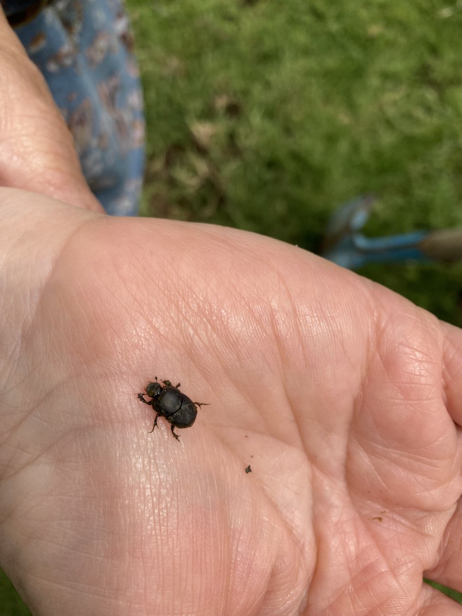 ag_southwestnrm's tweet photo. How do we get more dung beetles?! Heard more about these wonderful creatures today with @LeschenaultCC and Kathy Dawson etc. Great info here https://t.co/ulTJYxDDoX https://t.co/wr9tCxGxVY