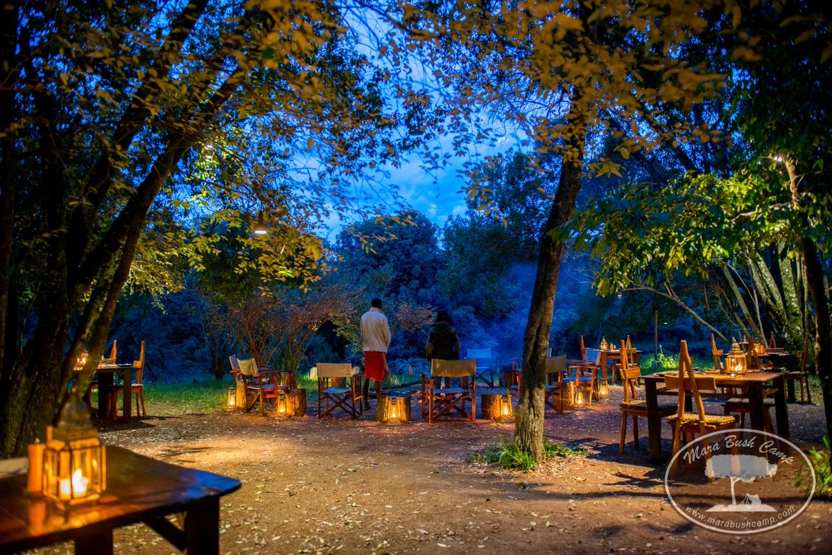 bush_wing's tweet photo. Being in nature is soothing to the soul ! Why not spend this Christmas Holiday in the bush ?
Reservations@marabushcamp.com
https://t.co/TO0TqZHDAI
#Marabushcamp #PrivateWing #SunworldSafaris #KiambaaGhosts #kienyeji #safari #kenya #AzziadNasenya https://t.co/DFmVmJdPGP