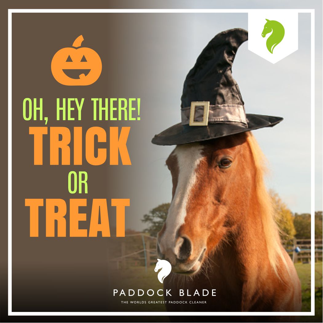 PaddockBlade's tweet image. Get your costumes ready! Halloween is almost here! 🎃😍❤️
.
.
.
#paddockbladeau #paddockblade #paddockcleaner  #funnyhorses #happyhalloween #costumeparty #witchesandghouls #trickortreat