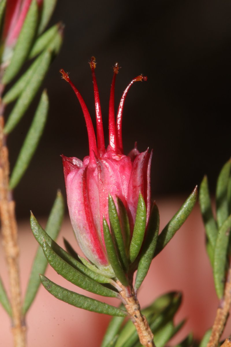 Darwinia #flowers are some of my favourites with their intricate shapes. This is the Blue Mountains endemic D. taxifolia subsp. taxifolia, a real beauty of a plant when you get up close and personal like this. #PlantBank #conservation #ozplants #NaturePhotography #botany