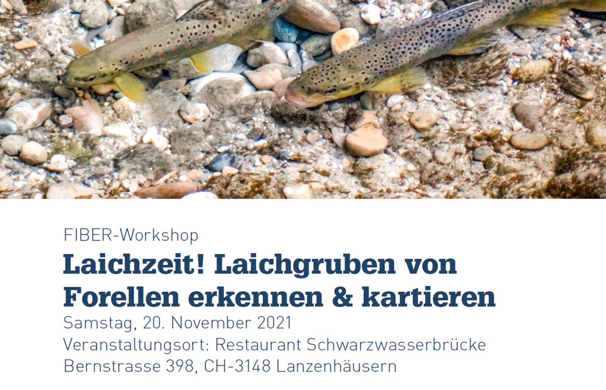 Fischerei_FIBER's tweet photo. Am 20 November führen wir den beliebten FIBER-Workshop «Laichzeit! Laichgruben von Forellen erkennen &amp; kartieren» im Kanton Bern durch. Infos und Anmeldung: https://t.co/DgBtnI9hz5
#Forellen #Laichzeit #Natürlichefortpflanzung #Laichhabitate #Salmoniden https://t.co/ba57bc0JdV