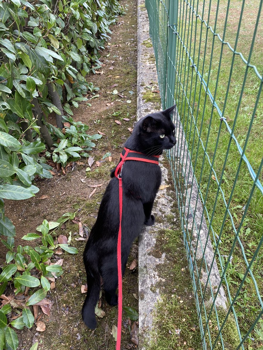 caty_rene's tweet photo. Je fais la vigilance du voisinage. https://t.co/23dzete1ce