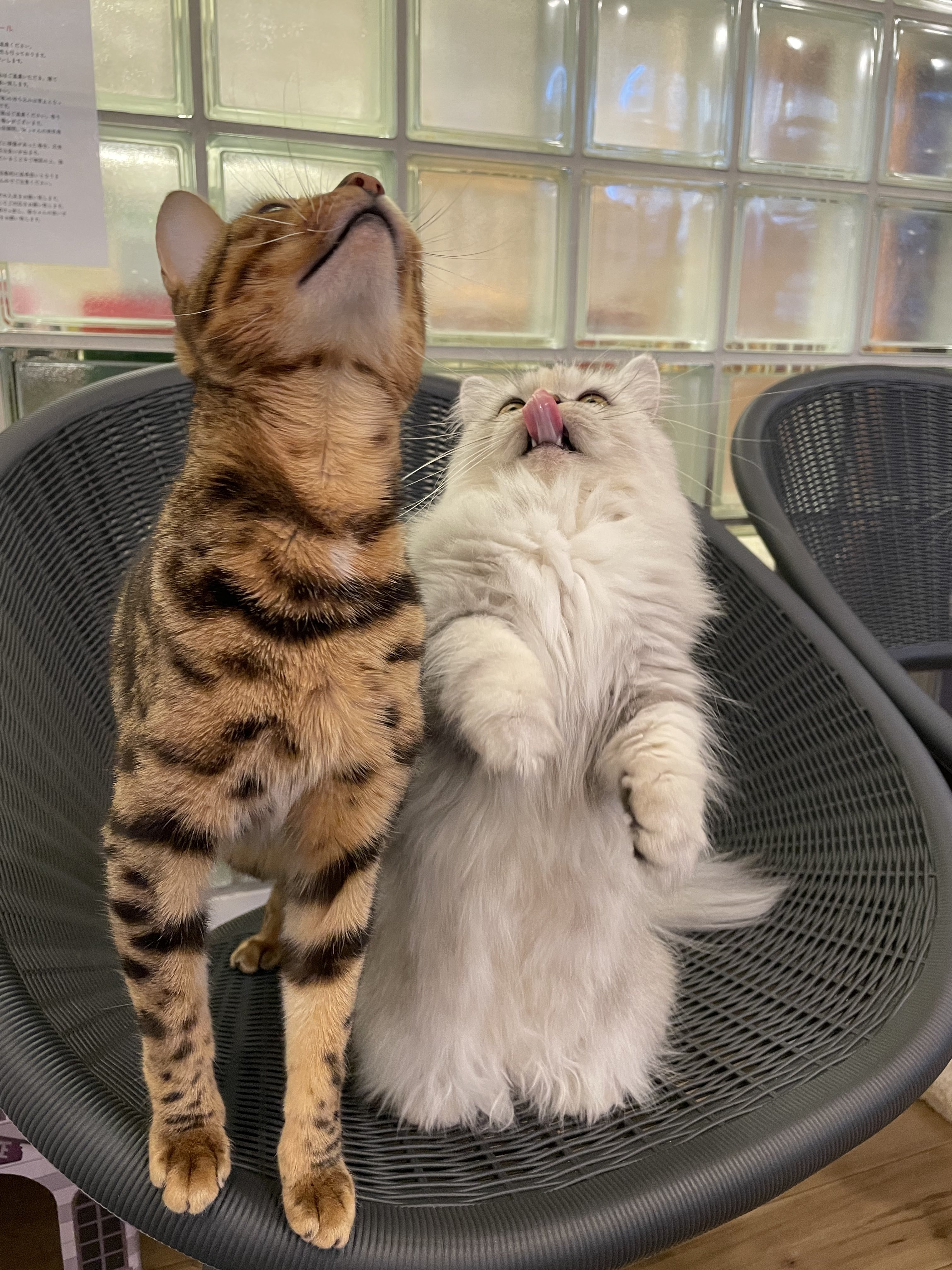 猫カフェ Nyao Nyao 立ってもモネちゃんと頭一個分違うケイミー Nyaonyao 猫カフェ 福岡 天神 警固 猫好きさんと繋がりたい T Co Rtxc9hj7la Twitter