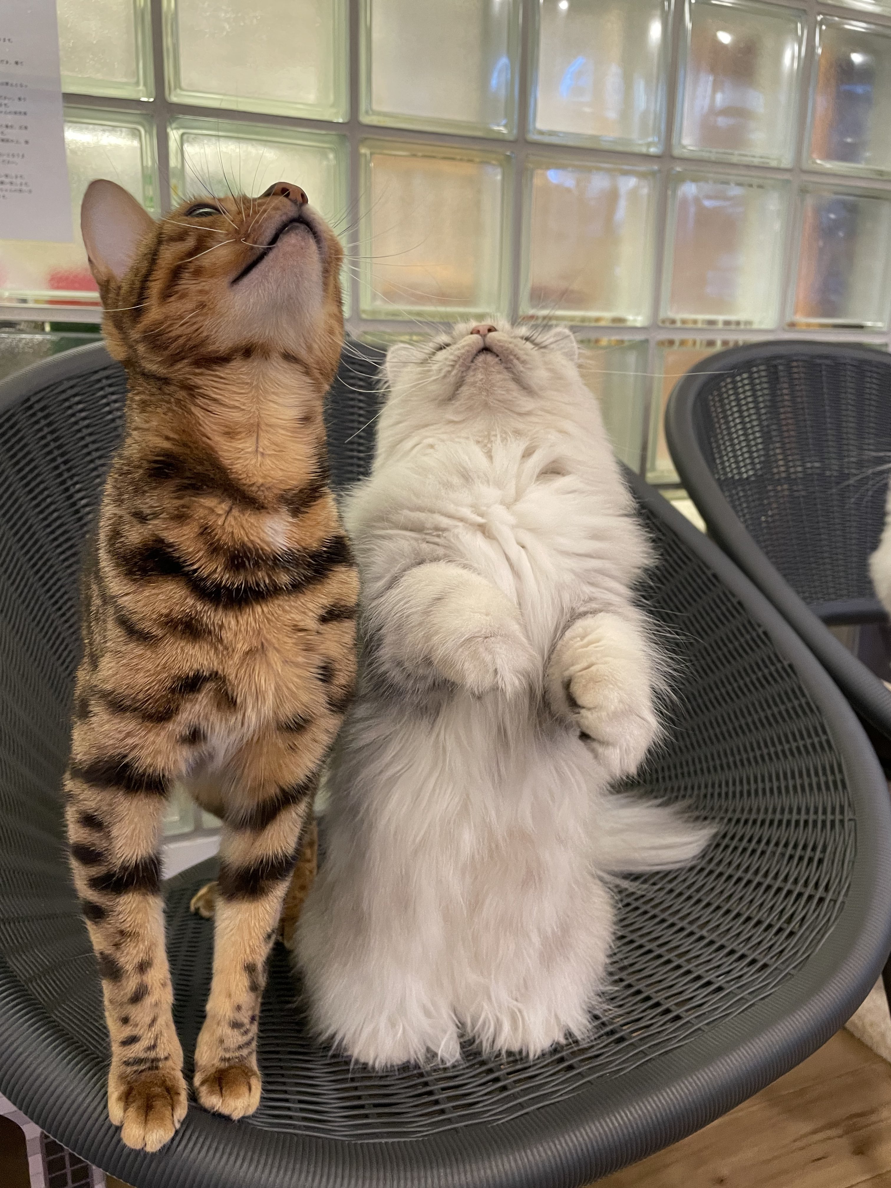 猫カフェ Nyao Nyao 立ってもモネちゃんと頭一個分違うケイミー Nyaonyao 猫カフェ 福岡 天神 警固 猫好きさんと繋がりたい T Co Rtxc9hj7la Twitter