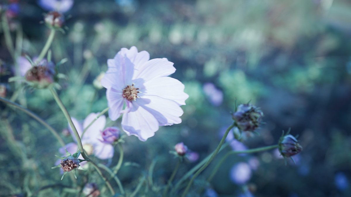 秋桜 Twitter Search