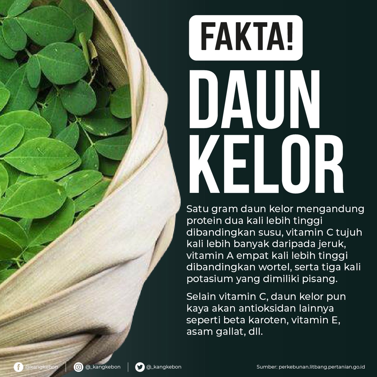 _kangkebon's tweet photo. #TimKangKebon, selain fakta dipostingan ini, akar, kulit bunga, polong, dan biji kelor juga mengandung mineral dan komponen fitokimia sehingga sering digunakan dalam pengobatan tradisional  untuk sakit gigi, pilek, diabetes, hingga terapi tumor. https://t.co/t1ji50T2N9