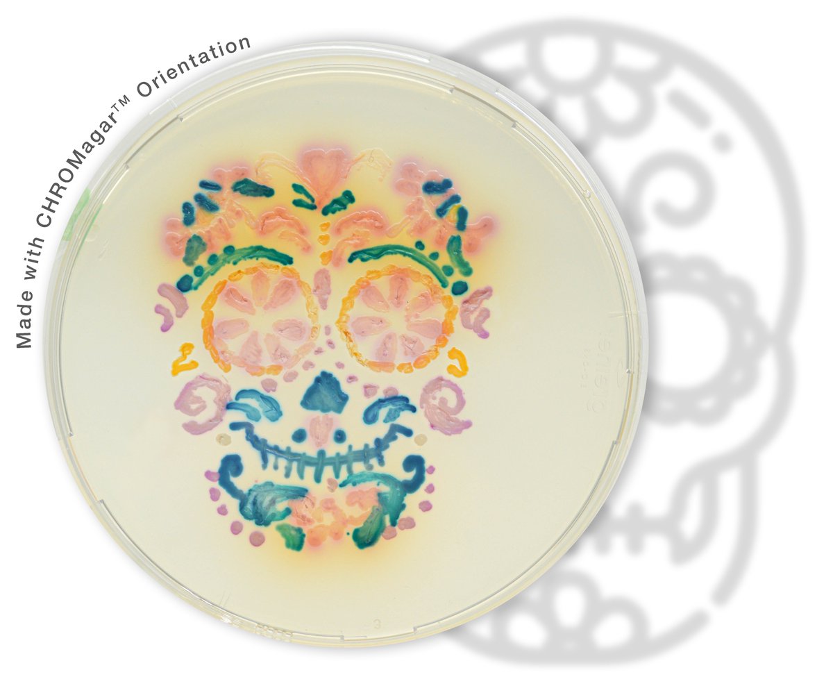 CHROMagar's tweet image. Happy Halloween 🎃
🎨 Agar art made with CHROMagar culture media 

#chromagar #chromogenictechnology #chromogenicmediapioneer #culturemedia #bacteria #microbiology #agarart #halloween #halloween2021 #lablife #laboratorylife