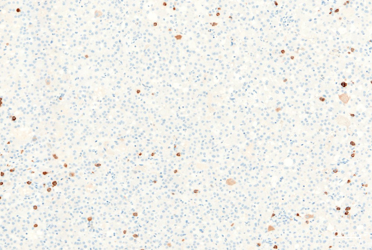 Pathologie_MedUniWien tweet media