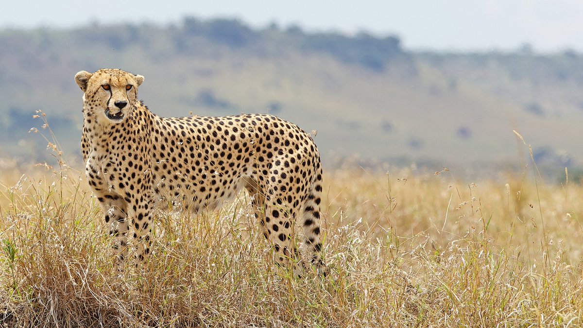 EscapExtinction's tweet photo. #EscapeFromExtinction, @AmericanHumane’s #documentary narrated by Dame Helen Mirren, includes rarely seen footage of the world’s most endangered animals, as experts weigh in on how we can save these vulnerable populations. Stream it now on @Tubi FOR FREE! https://t.co/er0POztwAh https://t.co/xMauCWRDtf