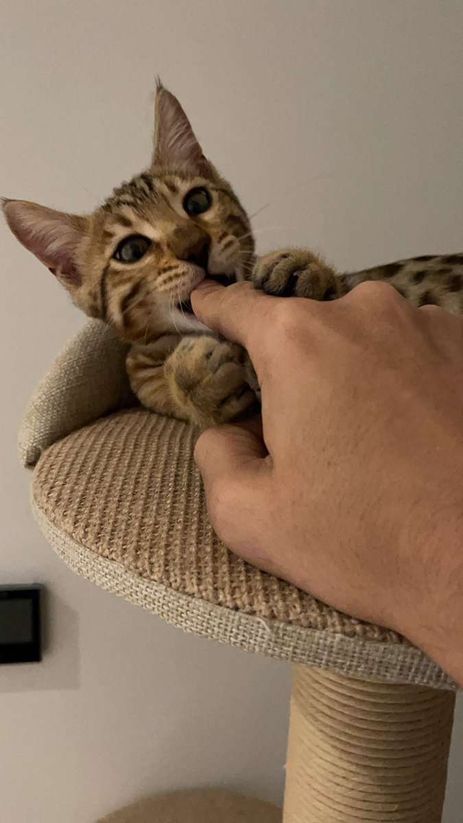 My Best friend 
Moon 🐈