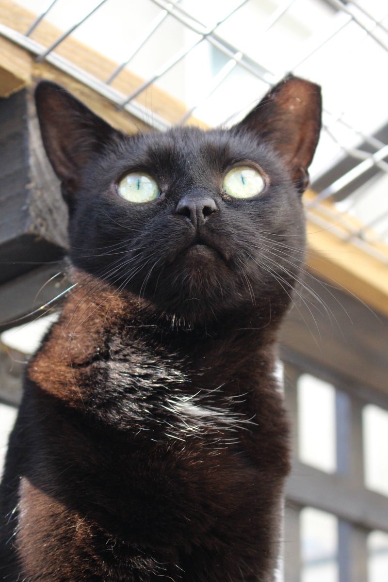 Gee231205's tweet photo. @CatsProtection This is Cassie who joined our household 3 years ago from the Bredhurst branch. She’s grown in confidence and enjoys sunbathing in the catio. https://t.co/mWYAhf0XmT