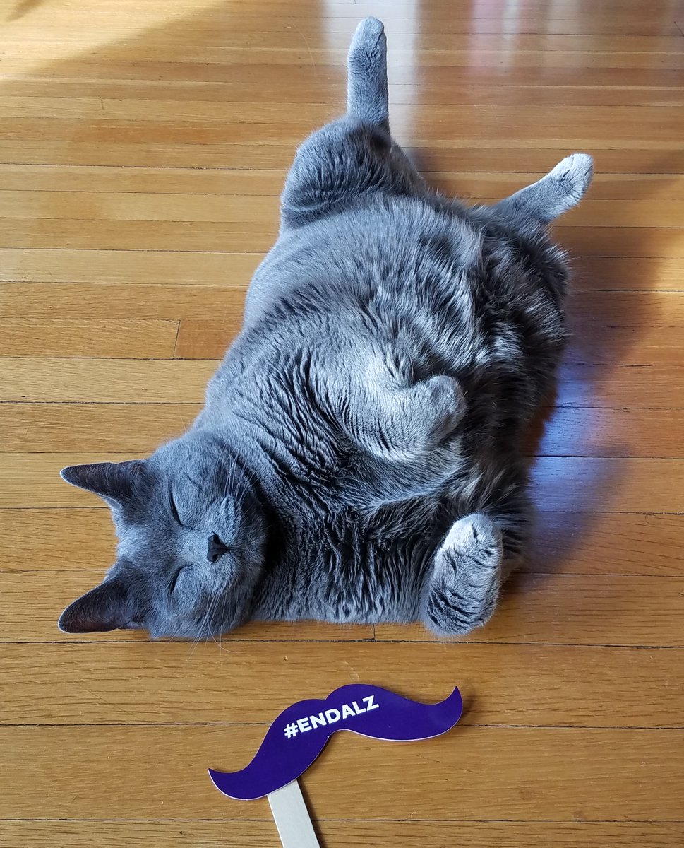 alzassociation's tweet photo. Happy #NationalCatDay to some of our favorite felines raising awareness in the fight to #ENDALZ!🐾💜 https://t.co/dzqhQPgpxO
