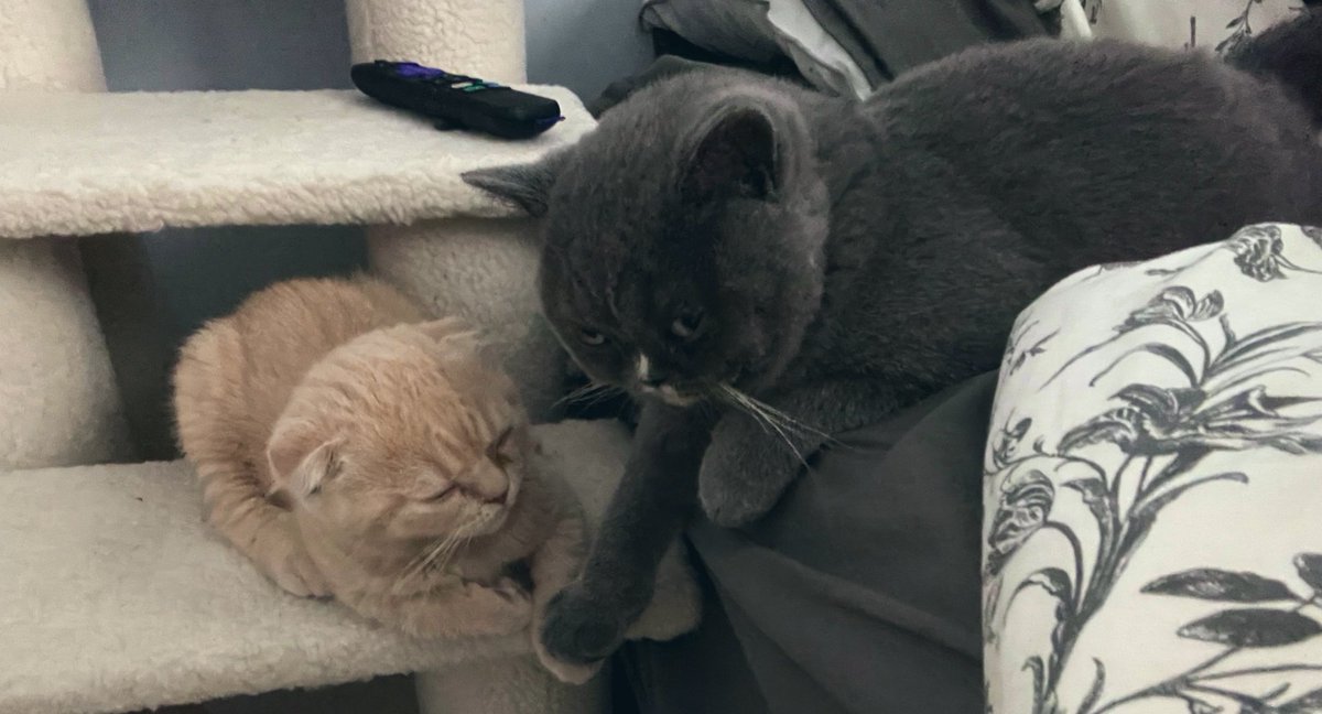IamTopazBlu's tweet photo. Donโt worry Butterbean,I got youโฆ
๐๐งก
#YoureWelcome
#BrotherGoals #WellHalfBrotherGoals #BrotherFromAnotherMother #Literally
#TeamTopaz #Kittenlife #CatsofTwittter #catlife #cat #cats #kittens #scottishfold #fridaymorning #Friday #weekendvibes #catsofinstagram #catsnoirfriday https://t.co/8WIhfNiypQ