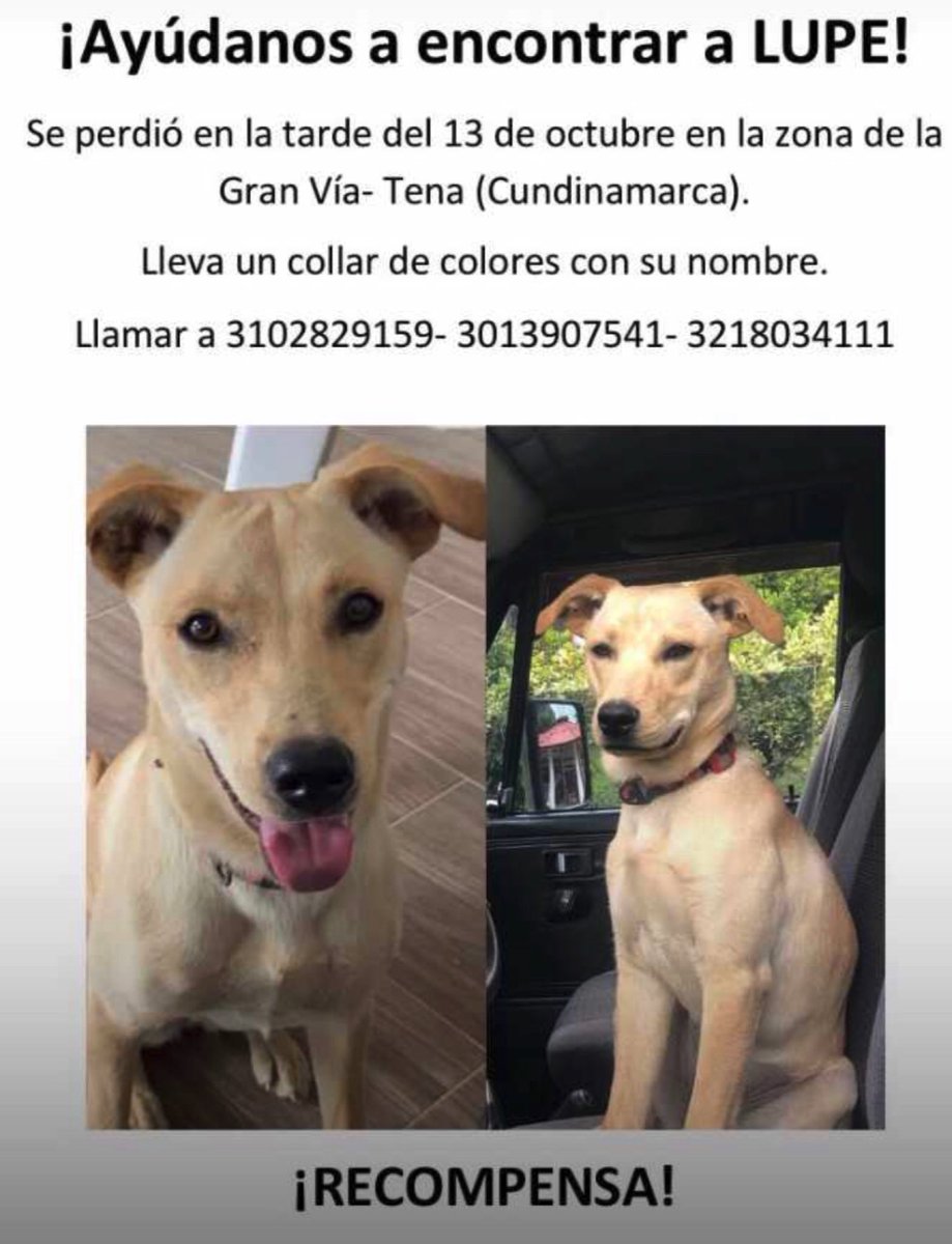 Jeniffergd's tweet photo. ¡Ayúdanos a encontrar a Lupe! #perrosperdidos #PerroPerdido @AnimalesBOG https://t.co/ZWXNX8kyC6