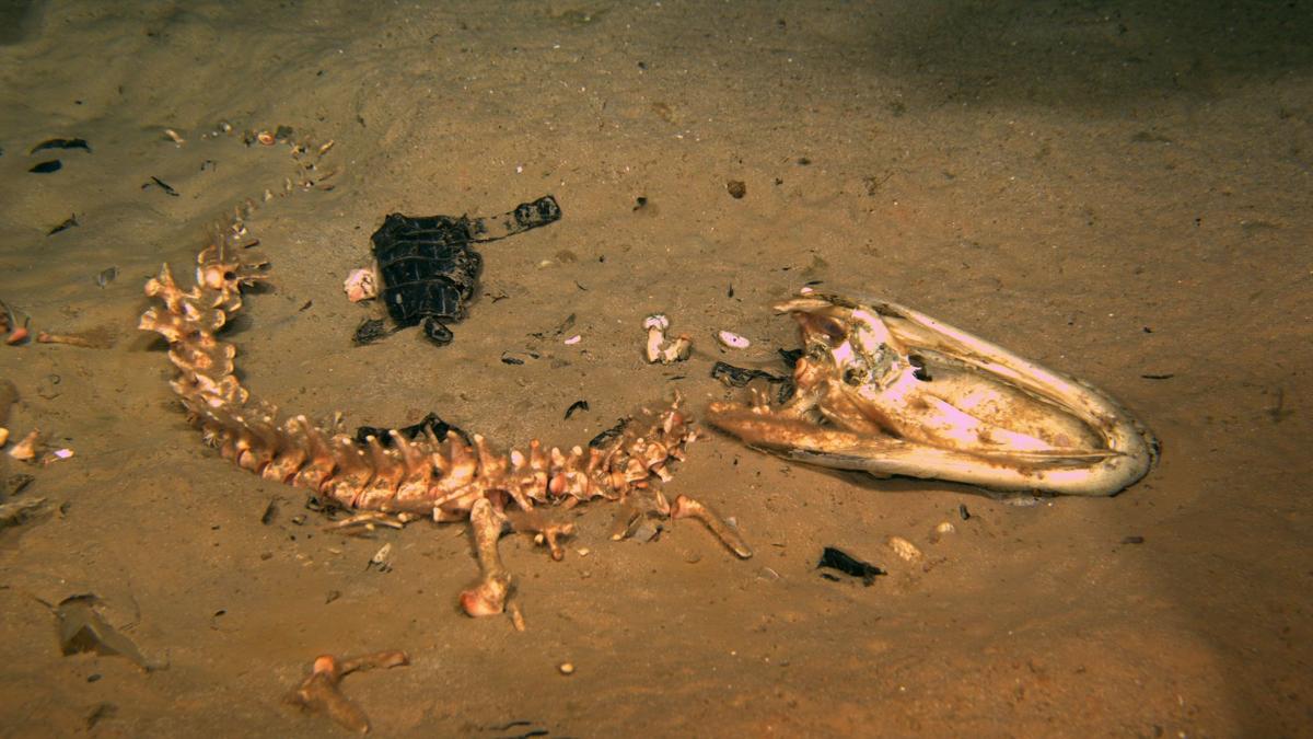 NSF's tweet image. Have you heard of #zombie worms?
An #NSFfunded team at @LUMCONscience recently discovered a new species of zombie worm that feeds on alligators! bit.ly/3Crn1mF
📸: @LUMCONscience
#spookyscience