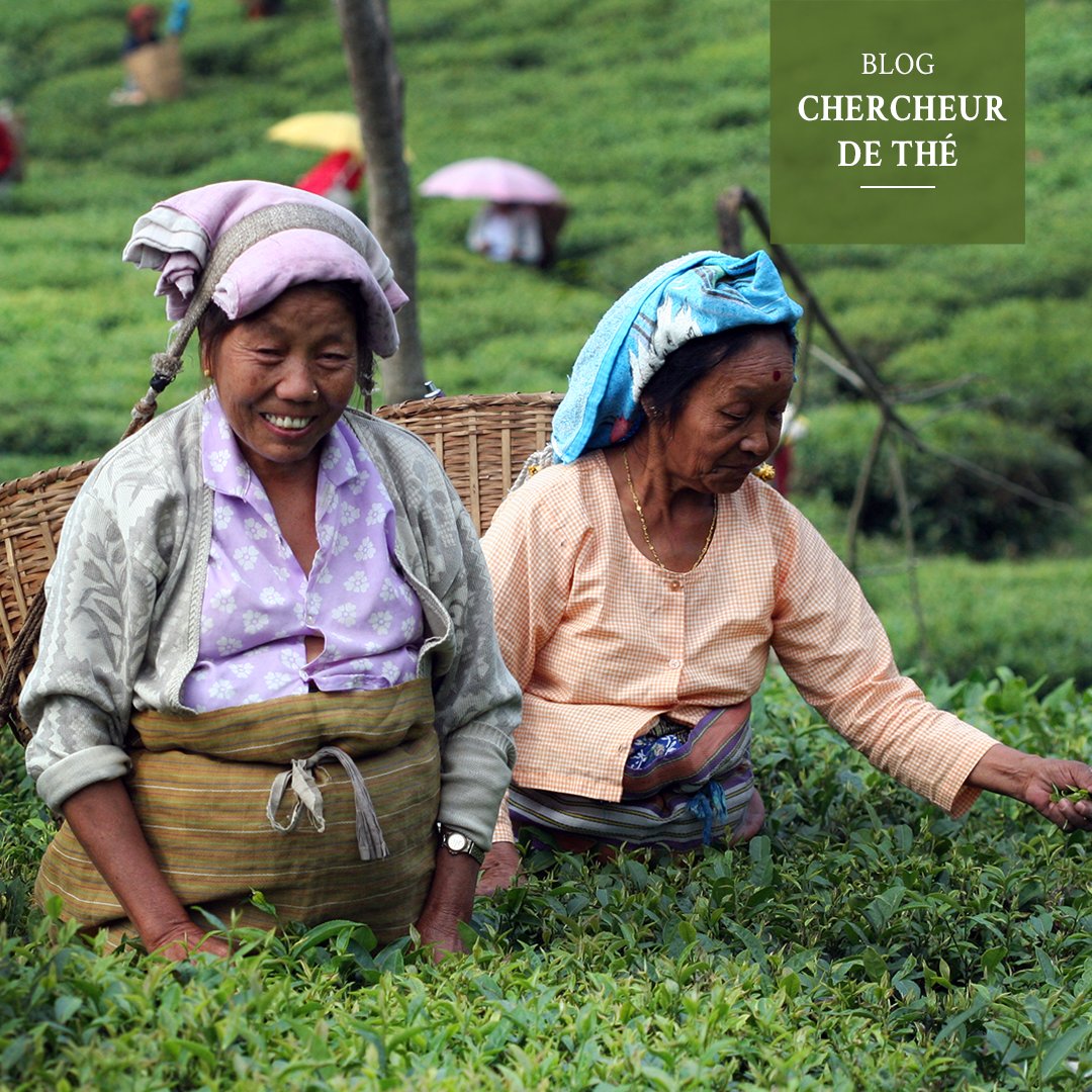 palaisdesthes's tweet photo. “Tea sommelier dans l’âme” le nouvel article de @Fx.delmas est disponible sur le blog https://t.co/rpLJ68oDWl 👉https://t.co/gPpIMUqDym
.
.
#chercheurdethe #palaisdesthes  #thé #tea #blog #voyage #rencontre https://t.co/gsCCzisq2w