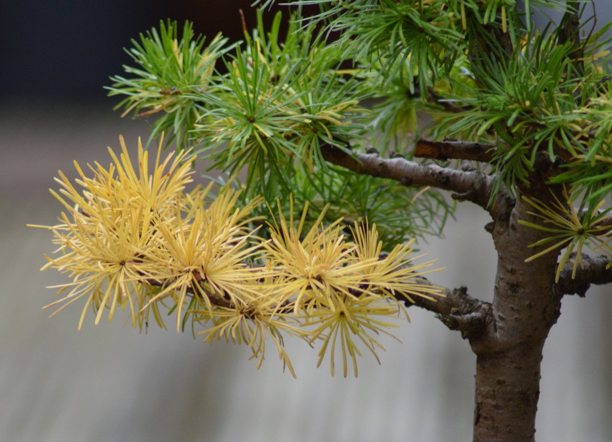 Shek_Bonsai's tweet photo. Larch 落葉松 https://t.co/LraV2x488r