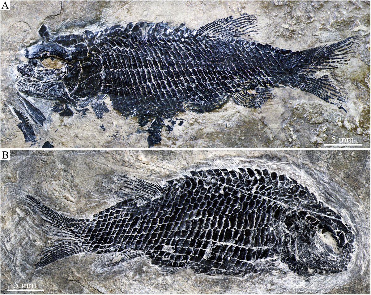 244 million-year-old fossils discovered in China! 🐟 These are the oldest fossils of the extinct bony fish, Peltoperleidus, ever to be found. It is also the first time Peltoperleidus fossils have been found outside of Europe.

Learn more at discovery.com/peltoperleidus