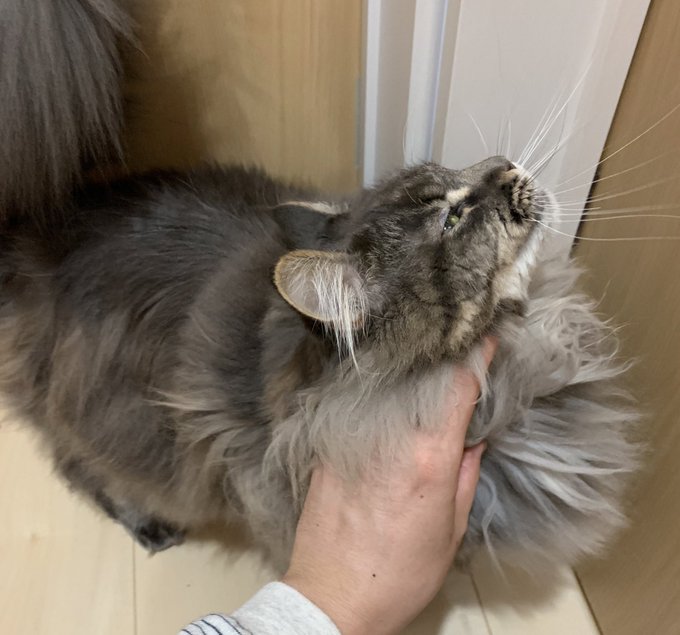 ピュリナの猫フード気になってんだよな〜尿ケアのやつ🐈
アランがヒルズもロイカナも尿ケアの餌は嫌いみたいで 