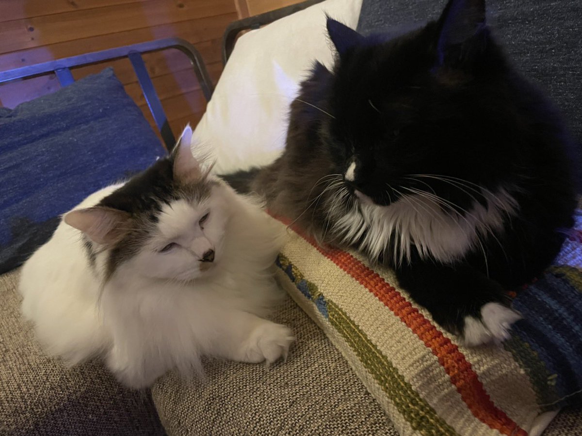 猫に恋焦がれ恋に泣く。