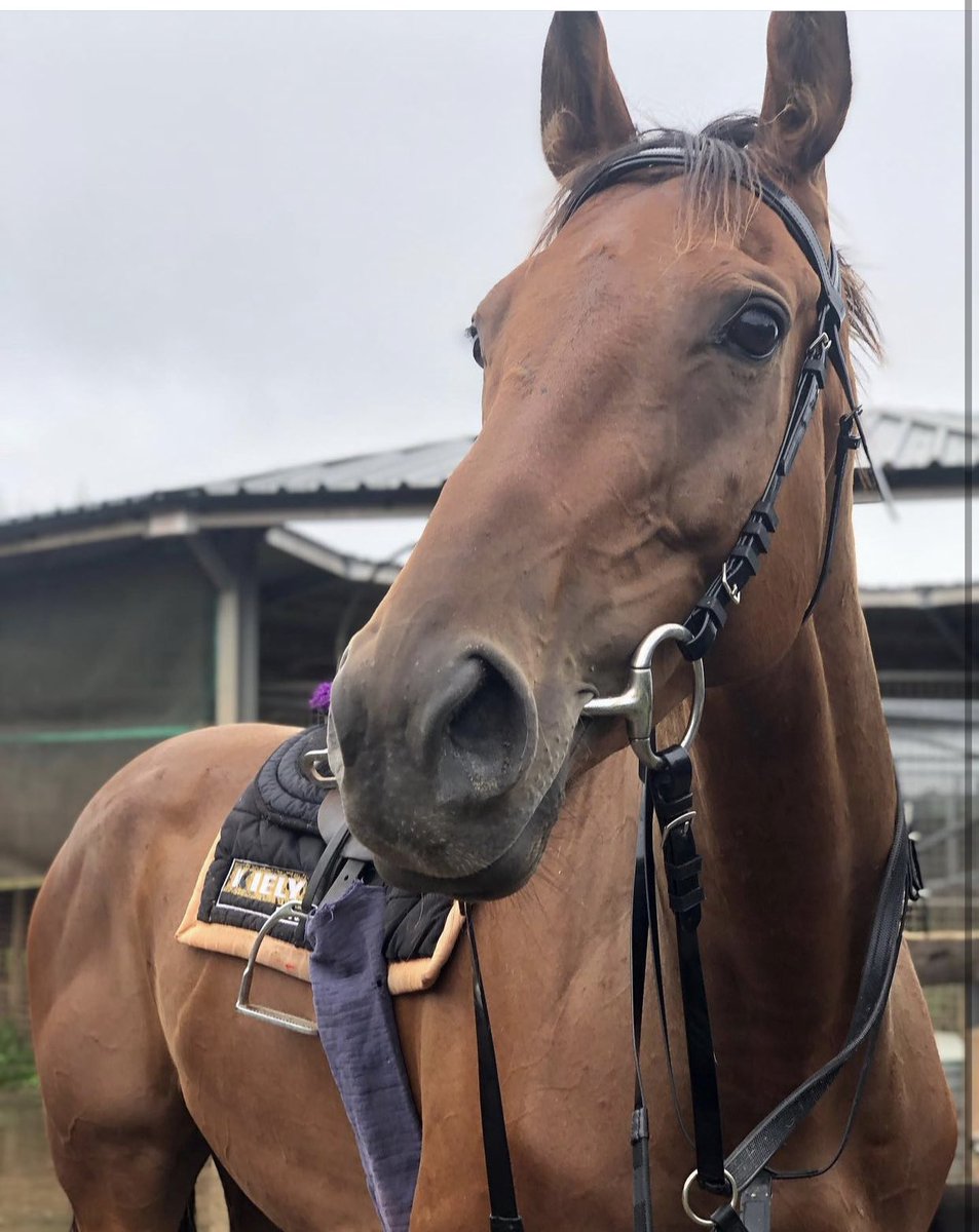 MichaelScu's tweet photo. First ever runner at Auteuil today with Thor De Cerisy. So close โฆ. Yet so far horse and jockey all ok ๐ซ๐ท๐ซ๐ท#teamscu https://t.co/25D6E00GVB