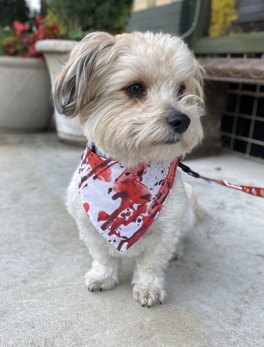 shopsatlegacy's tweet photo. Bark Bash is TOMORROW! 🐶 We can’t wait to see you and your fur baby enjoying live music, costume contests, dog adoptions, a photo booth sponsored by Camp Bow Wow Plano, giveaways &amp; more! 🎃 Let us know if you’re going in the replies 👉 See you there! https://t.co/Ek04W6EMwu