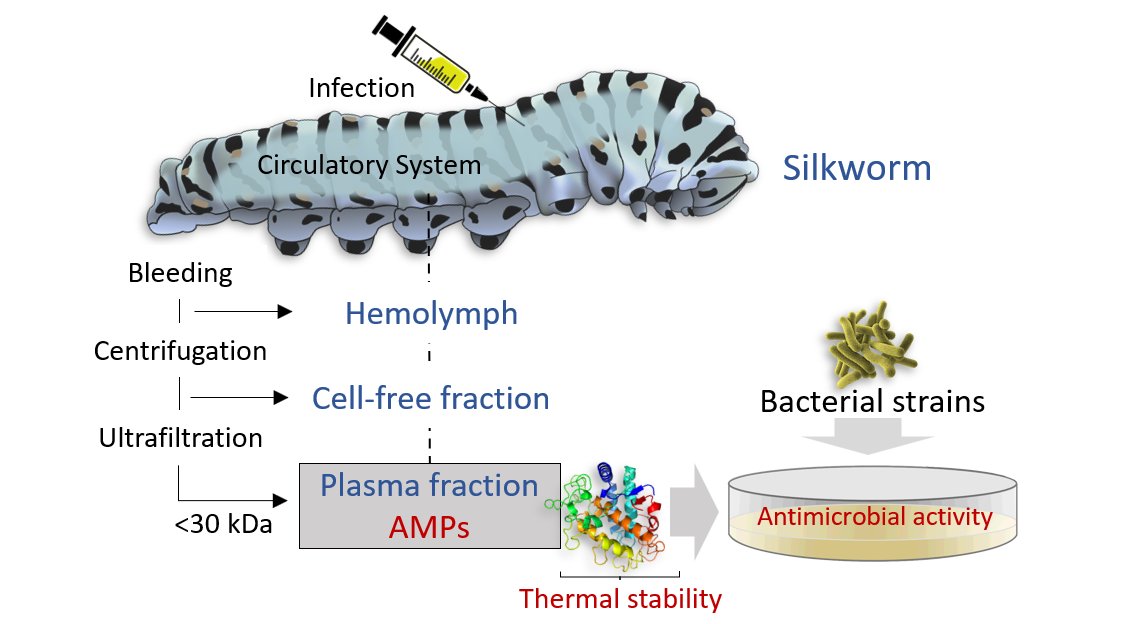 BrivioLab's tweet image. #Silkworm #Bombyxmori #AMPs #antibacterial 
"The silkworm as a source of natural antimicrobial preparations: efficacy on various bacterial strains"
Maristella Mastore, Silvia Quadroni, Sara Caramella, Maurizio Francesco Brivio.
In press Antibiotics (MDPI) #AntibioticsMDPI
