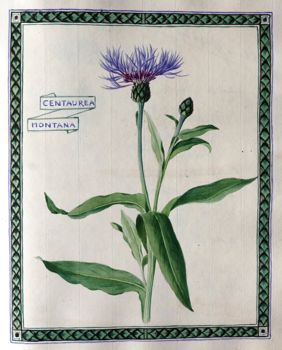 Casa Fontanalba Visitors' Book 1906. Every right hand page has a glorious watercolour of a wild plant, here Centaurea montana, and guests signed on the left when visiting his summer home in Casterino in the mountains above Bordighera. Buy a copy at bit.ly/37iy8AU