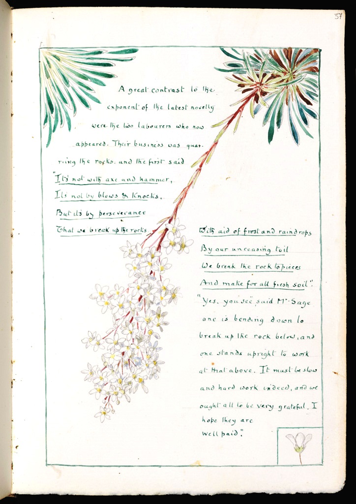 Writings and border using Saxifraga lingulata Bell. Vellum-bound album by Clarence Bicknell in the Fitzwilliam Museum, Cambridge. bit.ly/3gKq8fk