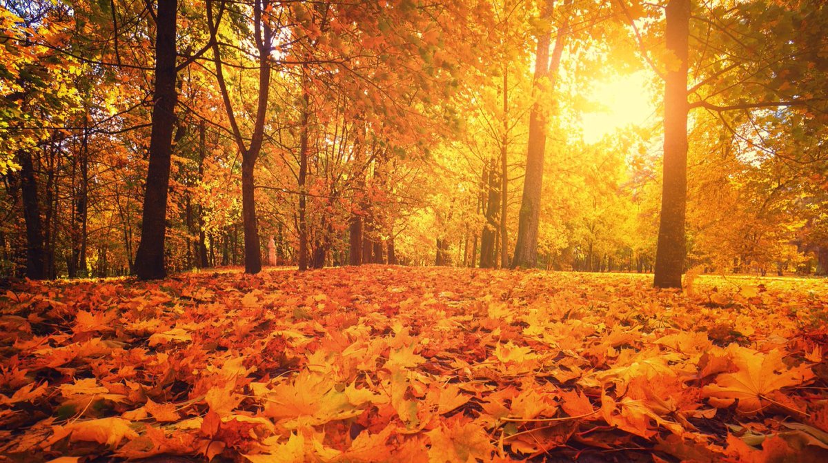 Master_TSM's tweet photo. #Pause 🍂 

C’est l’heure de l’interruption pédagogique de mi-semestre ! Bonne pause à tout le monde ! https://t.co/cTqIdq0J8Z
