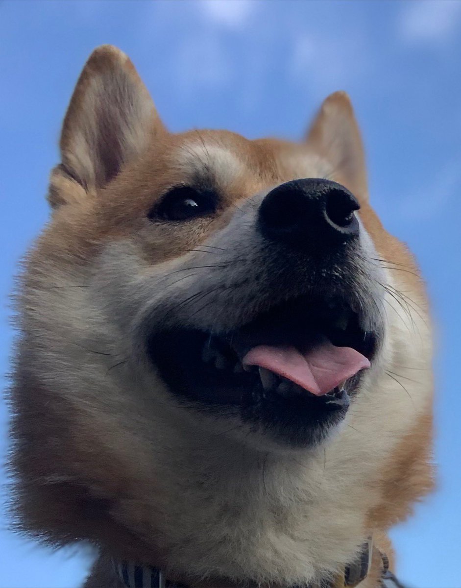 chofu0711's tweet photo. 柴犬ホクト、光る柴犬シルエット。
1枚目「光ってるみたいだね。この光る現象に名前をつけたいねえ。」
2枚目　ホ「かっこいい名前がいいワン！」
3枚目「柴ホクサンシャインとかどう？」
4枚目　ホ「・・だ、ださいワン」
＃柴犬　＃shibaiu ＃犬　#かっこいいのを期待してた柴犬　＃太陽の光 https://t.co/Xj8CenqimA