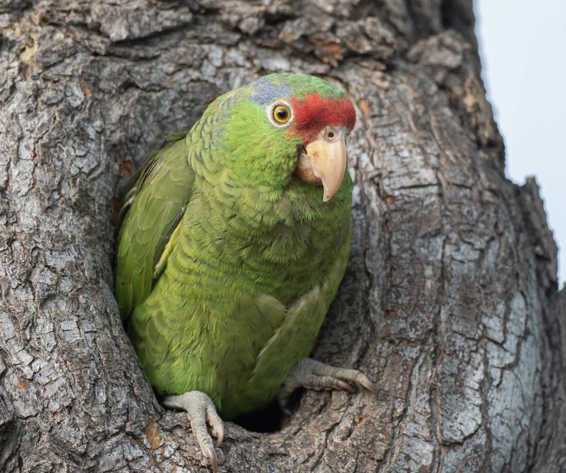 I'm looking for a motivated &amp; organized person to help us study the genomics of urban Los Angeles parrots in <a href="/OxyMLZ/">Moore Lab of Zoology at Occidental College</a>! Interested? Get in touch. Lab work, bioinformatics, community science &amp; outreach. Likely a staff position, post-bac but not post-doc. Open to creative ideas.