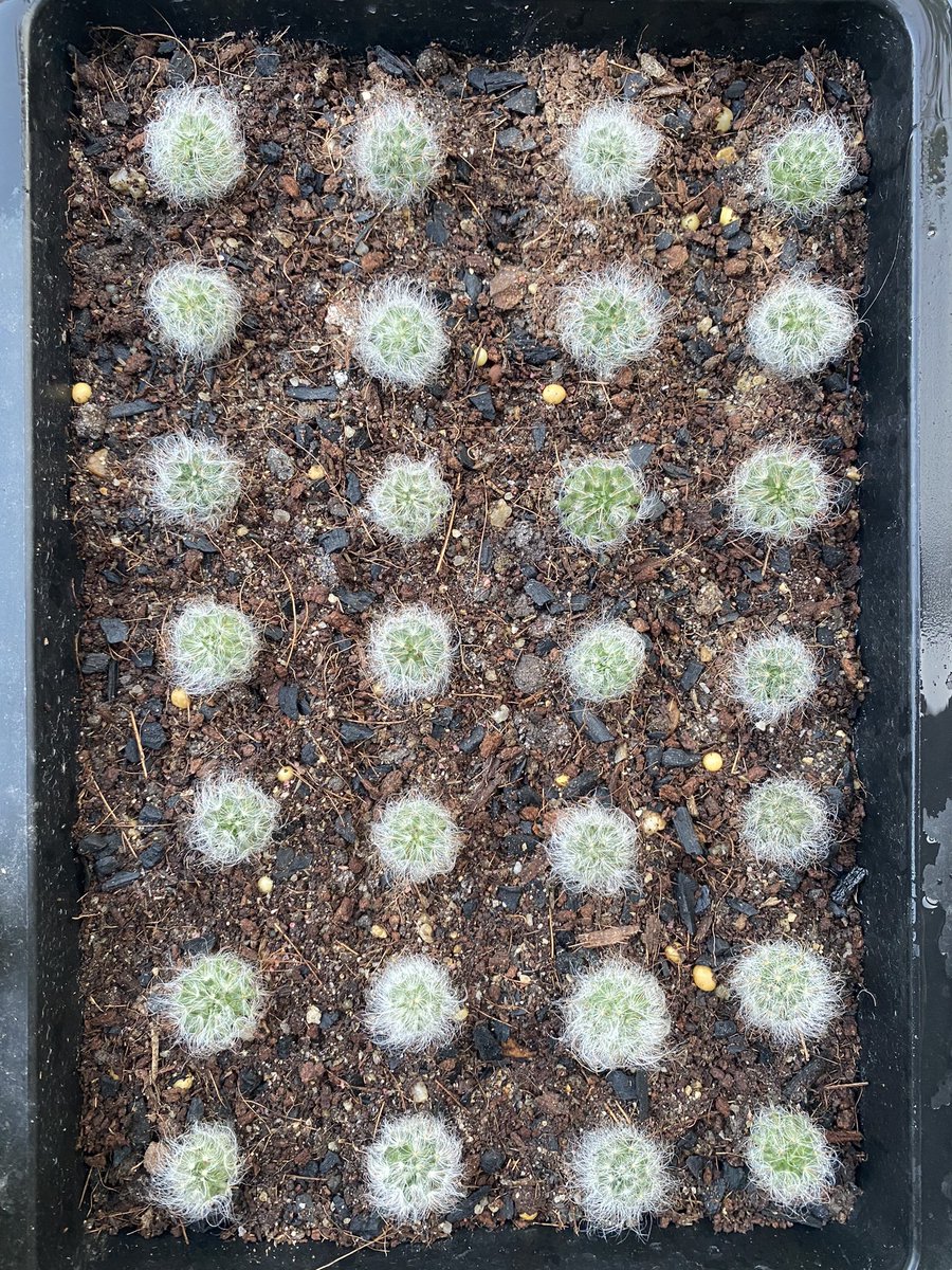 CactusDoubleK's tweet photo. แมมขนแมวพอตเล็กๆ 
#แมมขนแมว ���
#แคคตัส #ยิมโน #cactus #ไม้ประดับไม้ตกแต่ง #ราคาถูก #ของตกแต่งห้อง #ต้นไม้ด่าง #ต้นไม้ https://t.co/5Npb6MP1RO