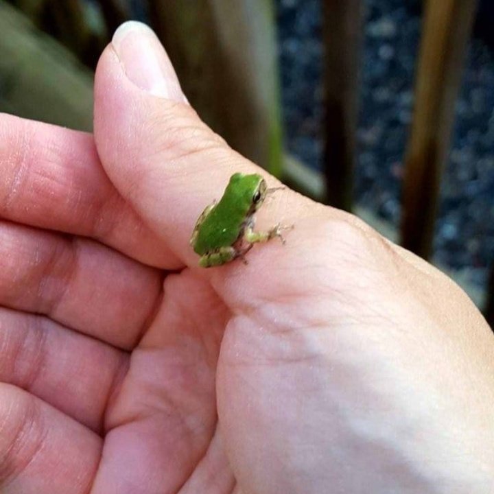 rainbow_explode's tweet photo. little tiny frogs ! 🐸🌸 https://t.co/ZGfUcYY4uc
