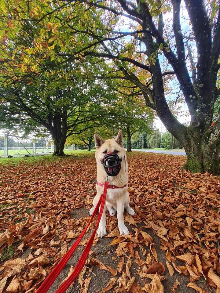 BathCDH's tweet image. We have some great walks around the Home, we are so lucky, and Hachi is always happy to pose for a photo! The autumn leaves are here to remind us that the clocks go BACK tonight at 2am, enjoy your extra hour!

#ClocksGoBack #MuzzleUp