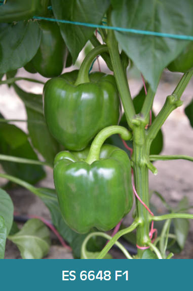 ErgonSeed's tweet photo. This month we would like to show our sweet and blocky outdoor peppers ES 6626 F1 and ES 6648 F1. Check our site for more info: https://t.co/5HVvDTfHny #blockypeppers #sweetpeppers https://t.co/ZULtgHVZEx