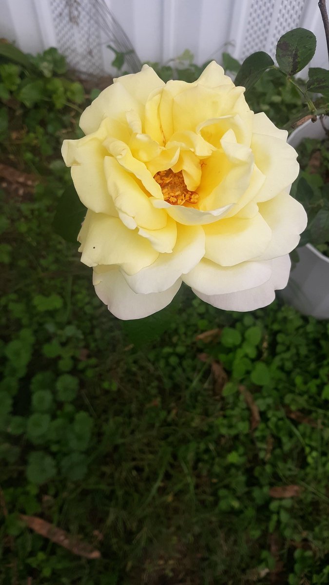 BrendaJ52618697's tweet photo. @dugsir56 My late bloomer! https://t.co/bBcDcLfoSm