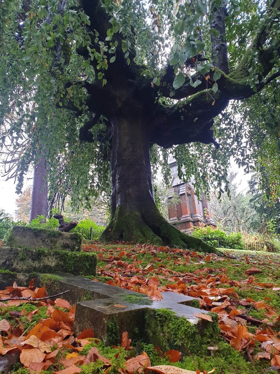 TheCemetress's tweet image. #BringItOn I can't wait!!! This is my spot and I'll get some footage when the night creeps in😂🙌🏼⚰🖤👌🏼
What are your plans? 🖤🖤🖤
#PowerTree
#WeAreMagick 
#FindYourOdinGoddesses😂