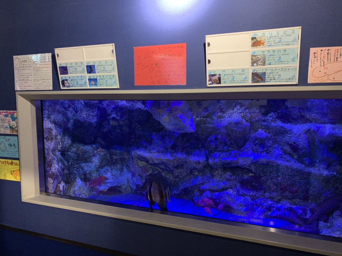 ちなみに、みやぞんが描いた ナミマツカサのポップが この水槽の上に飾