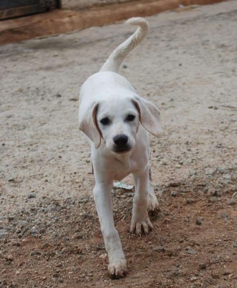 cyprusdogrescue's tweet photo. F E L I X
Gorgeous Felix, one of our 4 month old lab retriever cross puppies is still looking for his furever family. Most of his siblings are reserved. 

Of you're interested in lovely Felix, please get in touch via our website at https://t.co/OHOI05jnhU
#AdoptDontShop  #puppy https://t.co/RL3xDSv1JO