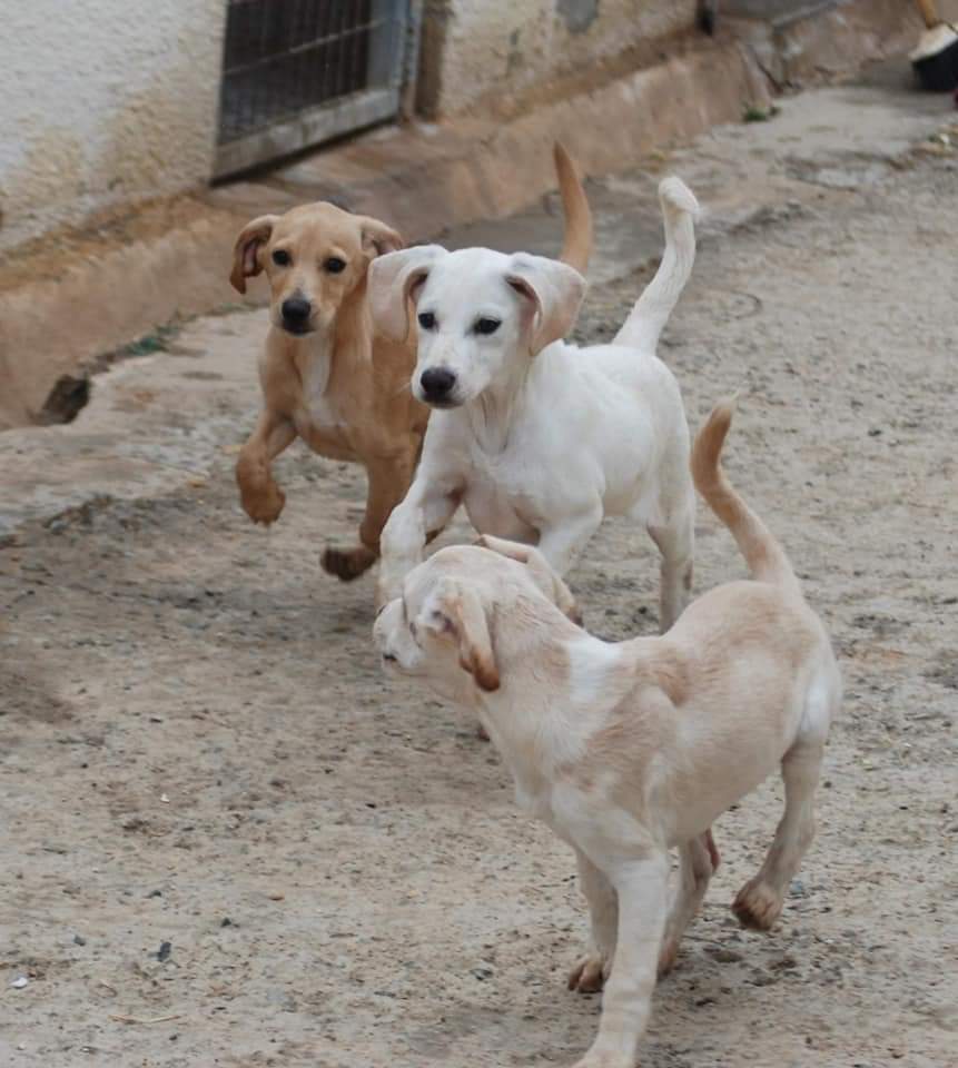 cyprusdogrescue's tweet photo. F E L I X
Gorgeous Felix, one of our 4 month old lab retriever cross puppies is still looking for his furever family. Most of his siblings are reserved. 

Of you're interested in lovely Felix, please get in touch via our website at https://t.co/OHOI05jnhU
#AdoptDontShop  #puppy https://t.co/RL3xDSv1JO