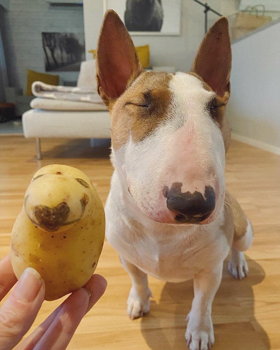 WholesomeMemes (@wholesomememe) on Twitter photo 
