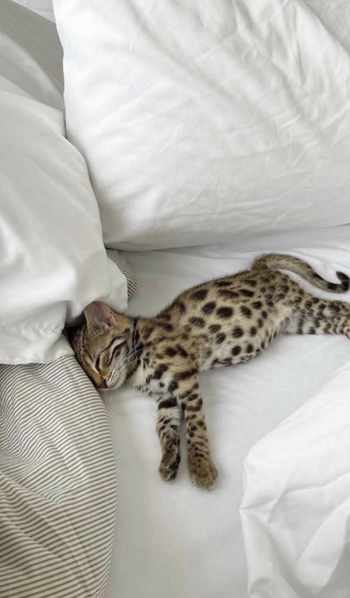 tarpinyz's tweet photo. J’veux trop un chat comme ça https://t.co/BaNbkMNNx9
