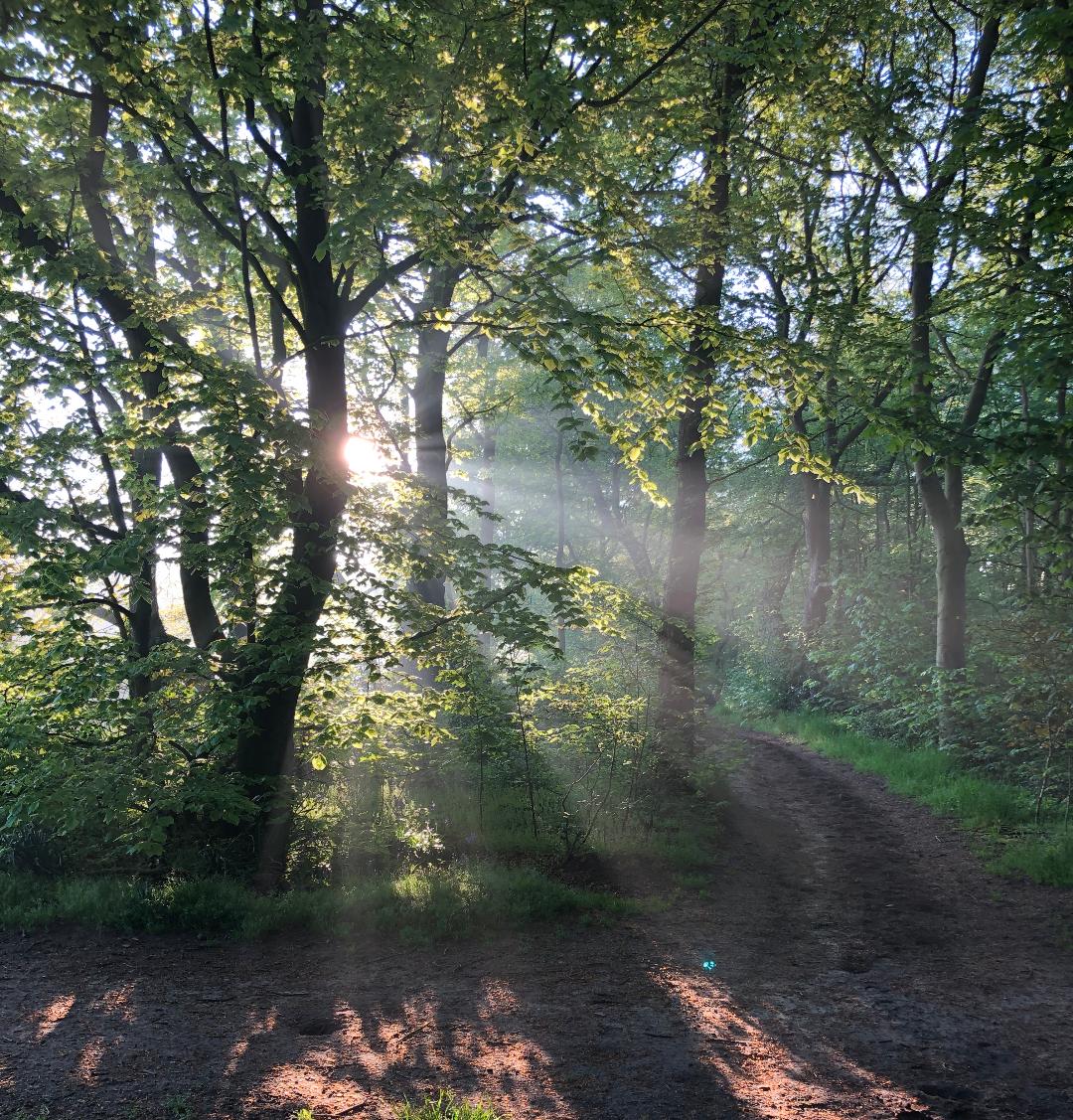yogaward_intl's tweet photo. Good morning, hope you have a great Friday. ๐ #sunrise #localwoods #earlyrun #nature #seizetheday #friday #motivation #yoga #denhaag https://t.co/cTUKhsxf6E