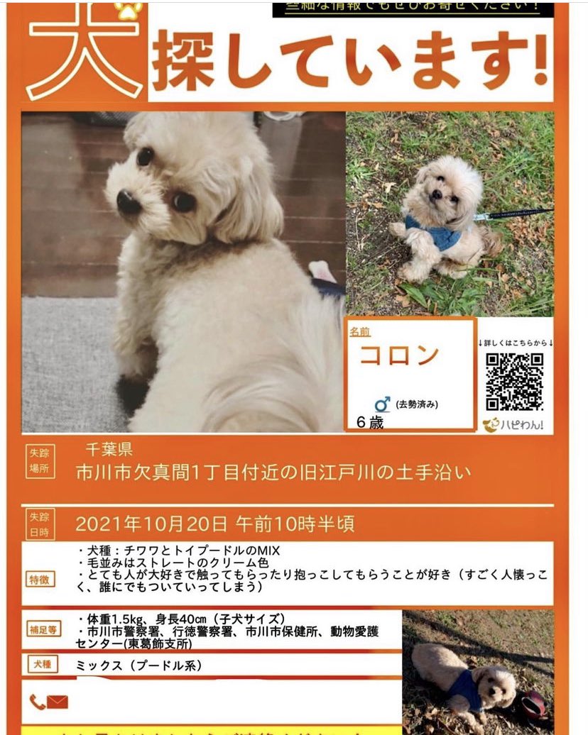 1000syogun's tweet photo. 千葉県【市川市】迷子犬🐕捜索中
※Share Instagram Posts
🔻
10/20 欠真間より行方不明
・チワワとトイ・プードル(MIX)♂6歳
・ストレート毛クリーム色
・体重1.5kg
10/28 市川漁港で情報有り
#迷子犬 #ちわぷー #市川市
◉届け出
市川警察署
行徳警察署
市川保健所
千葉県動物愛護センター東葛飾
⬇️ https://t.co/z5B9AHWDy7