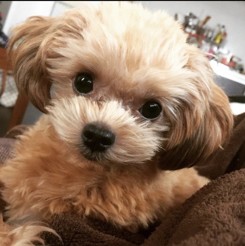 1000syogun's tweet photo. 千葉県【市川市】迷子犬🐕捜索中
※Share Instagram Posts
🔻
10/20 欠真間より行方不明
・チワワとトイ・プードル(MIX)♂6歳
・ストレート毛クリーム色
・体重1.5kg
10/28 市川漁港で情報有り
#迷子犬 #ちわぷー #市川市
◉届け出
市川警察署
行徳警察署
市川保健所
千葉県動物愛護センター東葛飾
⬇️ https://t.co/z5B9AHWDy7