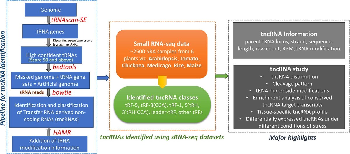 BRIC-NIPGR (@nipgrsocial) on Twitter photo Dr. Shailesh Kumar's team at NIPGR has developed a computational pipeline for the identification of tRNA-derived small ncRNAs (tncRNAs) in small RNA sequencing (sRNA-Seq) datasets, & studied various features of these novel molecules.
Read more: doi.org/10.1016/j.csbj…
<a href="/DBTIndia/">Department of Biotechnology</a> Dr. Shailesh Kumar's team at NIPGR has developed a computational pipeline for the identification of tRNA-derived small ncRNAs (tncRNAs) in small RNA sequencing (sRNA-Seq) datasets, & studied various features of these novel molecules.
Read more: doi.org/10.1016/j.csbj…
<a href="/DBTIndia/">Department of Biotechnology</a>